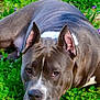 dog, pitbull, lying_down, green_grass, outdoor, nature, close_up, calm, brown_eyes, white_markings, ears_up, resting, pet, animal, summer, leafy, flora, canine, portrait, relaxed