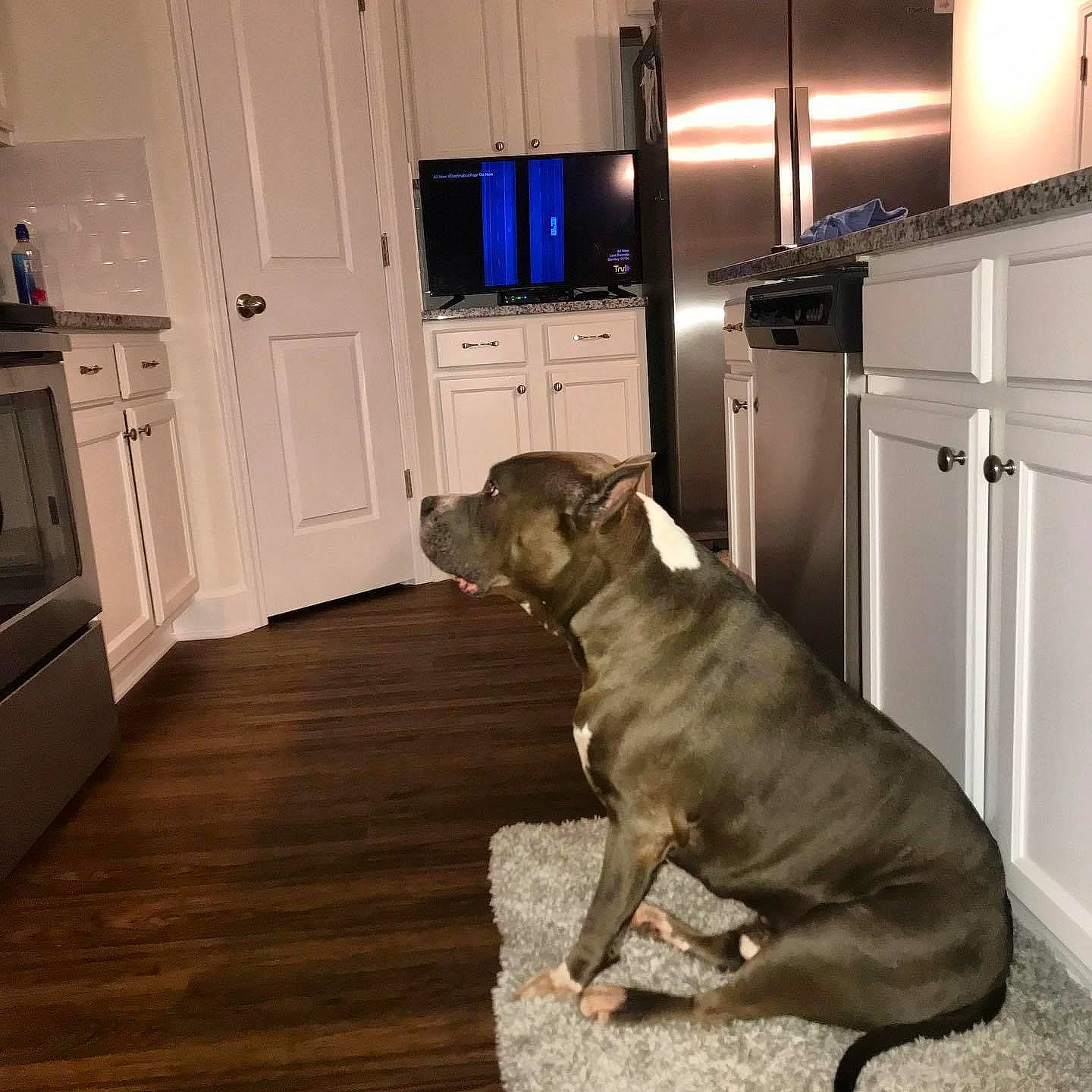 Bentley is registered to the contest to win money with this photo: cabinetry, carnivore, companion_dog, dog, dog_breed, fawn, floor, flooring, hardwood, home_appliance, kitchen_appliance, laminate_flooring, liver, room, tail, varnish, wood, wood_flooring, wood_stain, working_animal