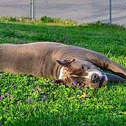 Bentley joined the competition — help win amazing prizes! carnivore, comfort, companion_dog, dog_breed, fawn, flower, grass, grassland, groundcover, landscape, liver, marine_mammal, pasture, plant, prairie, seal, snout, terrestrial_animal, wildlife, working_animal