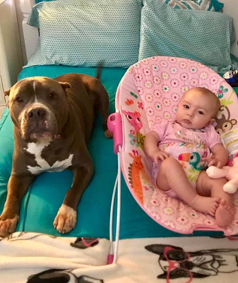 Bentley joined the competition — help win amazing prizes! baby, baby_products, baby_sleeping, baby_toddler_clothing, carnivore, chair, child, comfort, companion_dog, couch, dog, dog_breed, dog_supply, linens, liver, molosser, room, sporting_group, toddler, working_animal