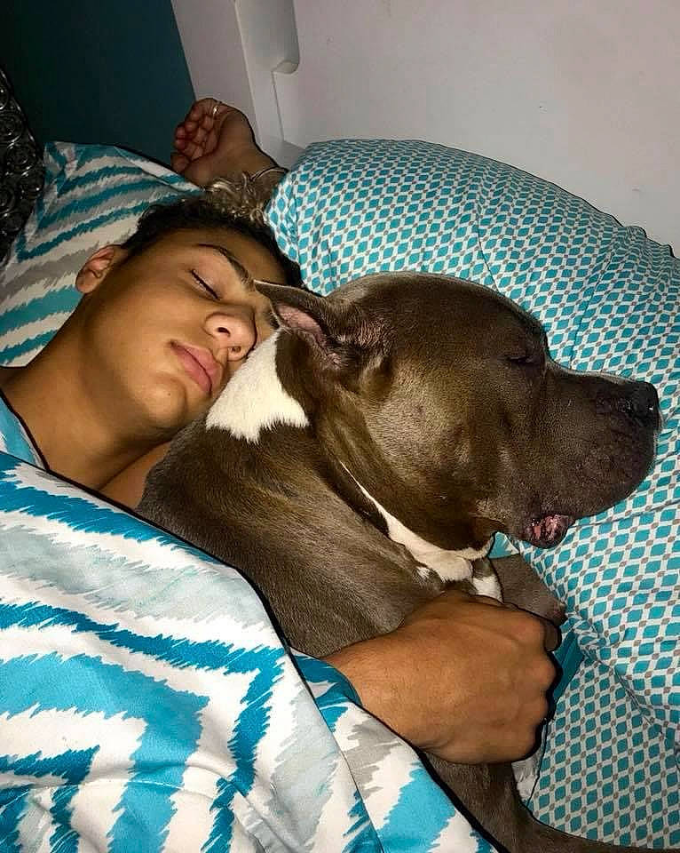 Bentley is registered to the contest to win money with this photo: blue, canidae, carnivore, comfort, companion_dog, couch, dog, dog_breed, ear, fawn, fur, guard_dog, liver, nap, puppy_love, snout, sporting_group, toy_dog, whiskers, working_animal