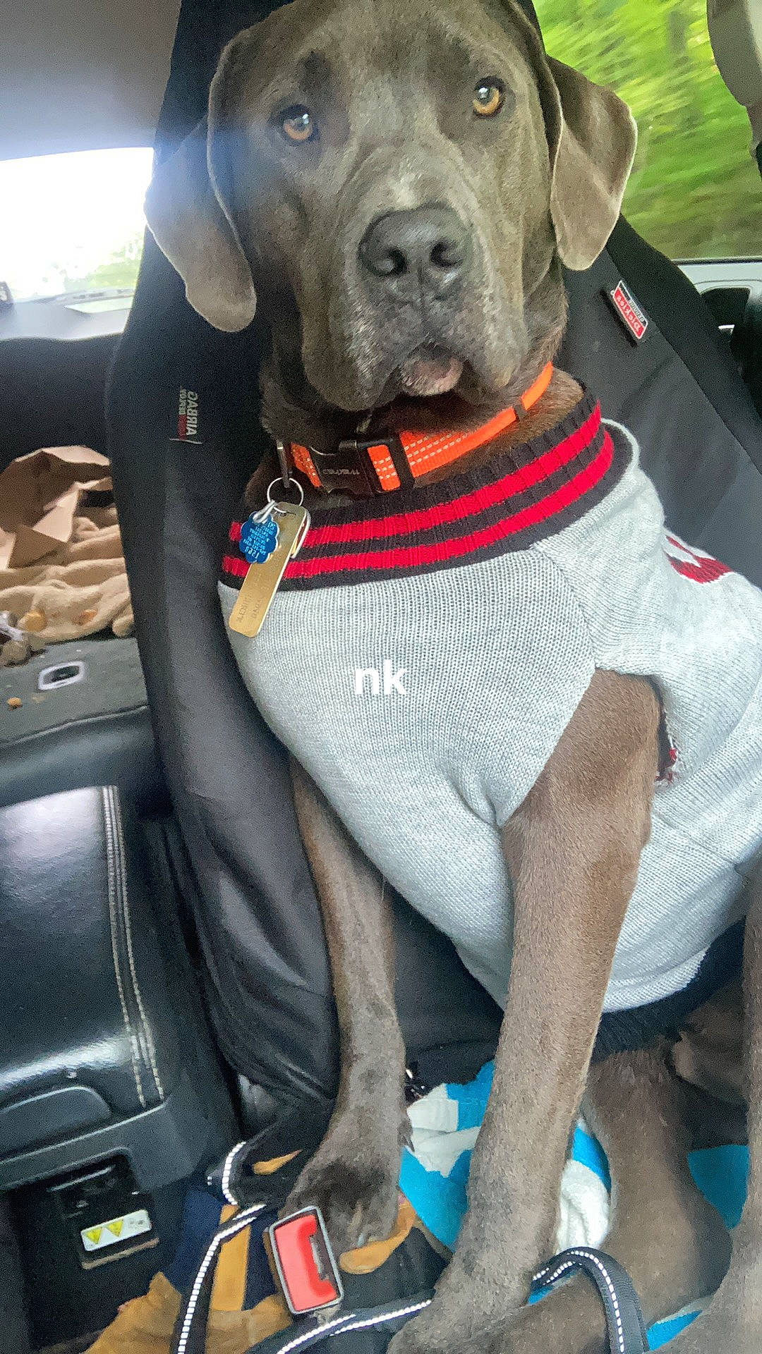 Hank The Tank is registered to the contest to win money with this photo: auto_part, blue, car_seat, car_seat_cover, carnivore, collar, companion_dog, dog, dog_breed, dog_collar, dog_supply, fawn, grey, hat, liver, personal_protective_equipment, pet_supply, snout, vehicle, working_animal