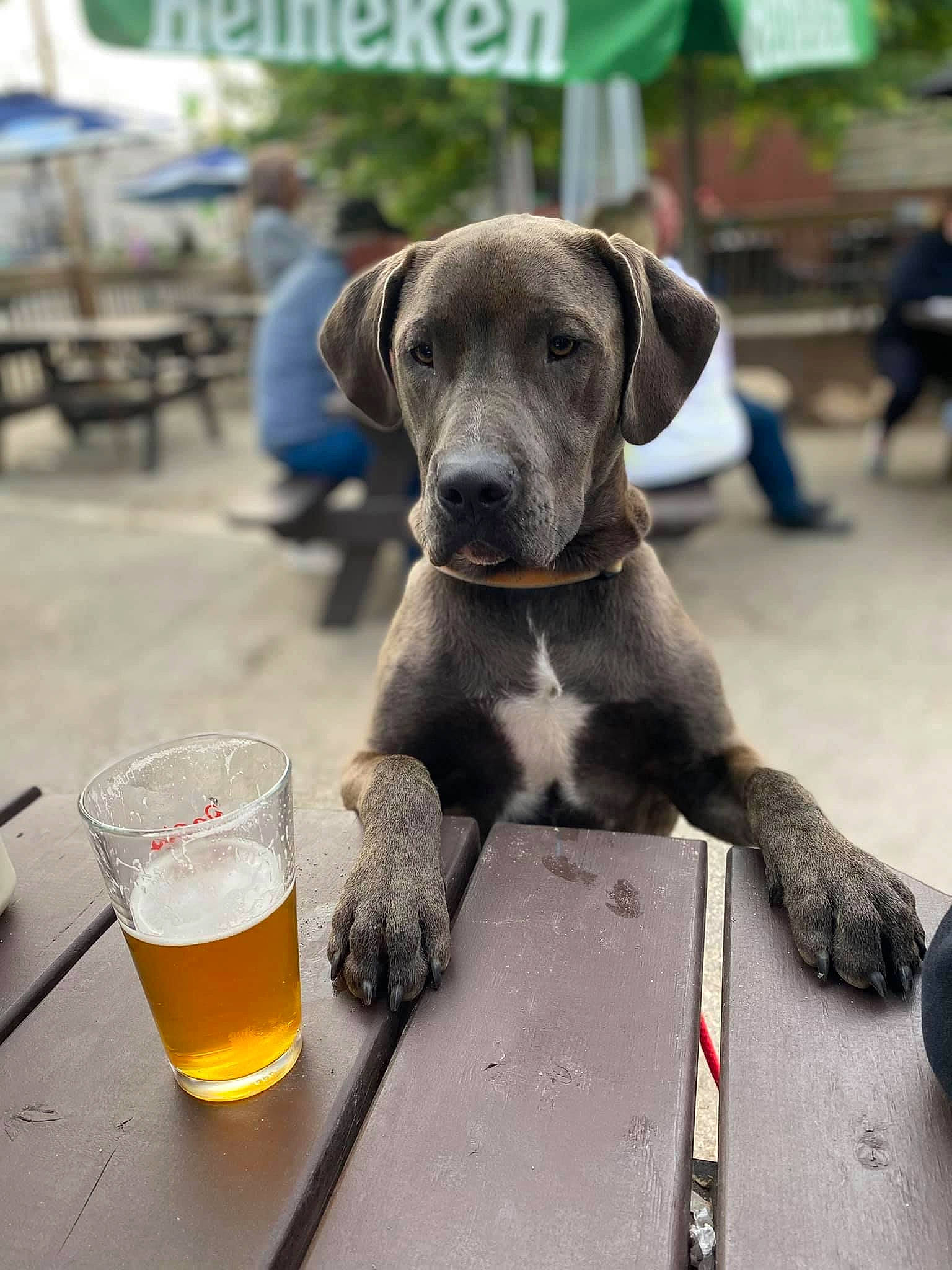Hank The Tank is registered to the contest to win money with this photo: beer, beer_glass, canidae, carnivore, chair, collar, companion_dog, dog, dog_breed, dog_collar, drink, drinkware, liver, pet_supply, pint, snout, sporting_group, tableware, terrestrial_animal, working_animal