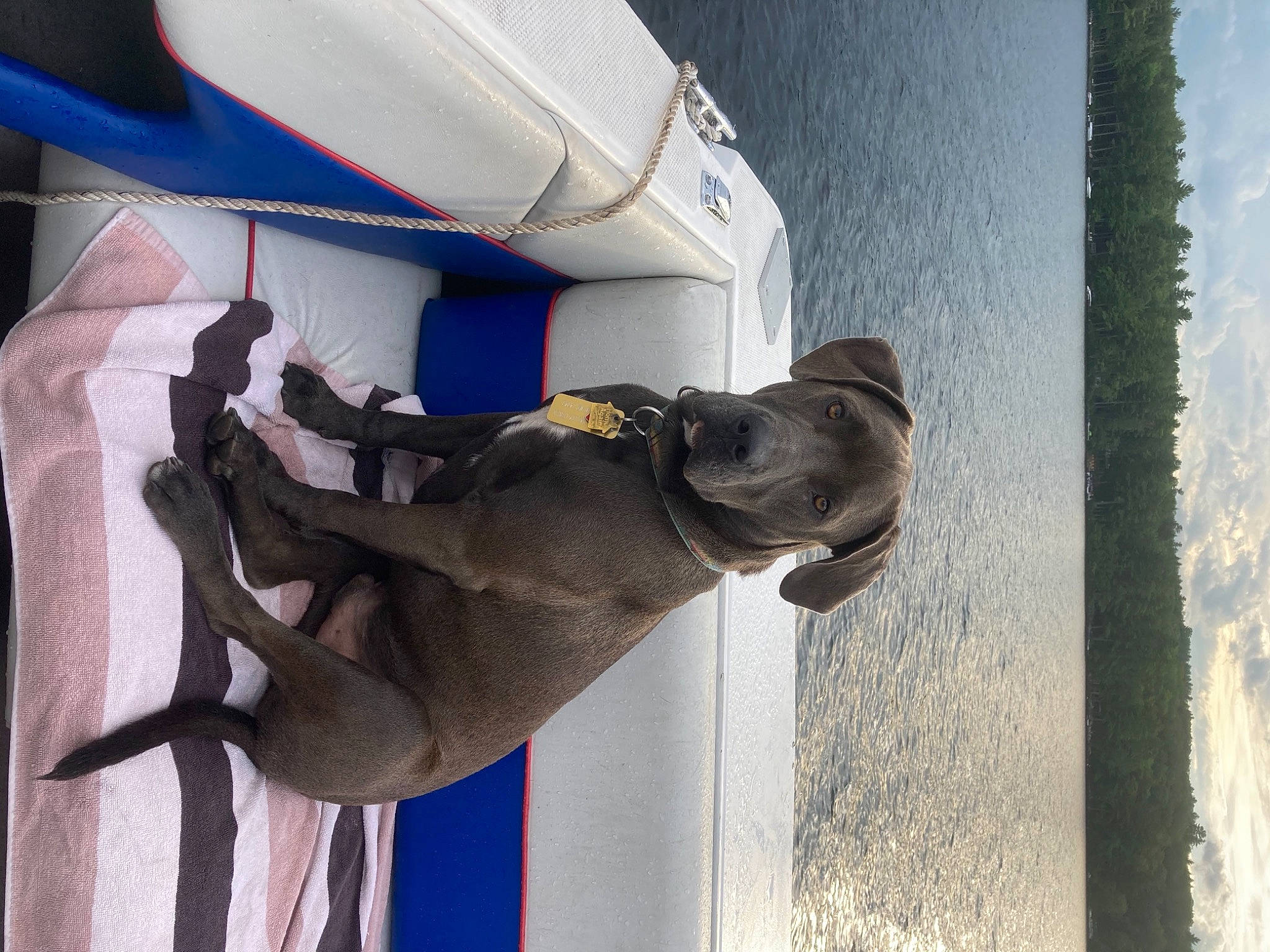 Hank The Tank is registered to the contest to win money with this photo: art, beach, boat, dog, dog_breed, elbow, fawn, lake, recreation, sculpture, sky, snout, statue, vehicle, vehicle_door, water, watercraft, white, window, working_animal