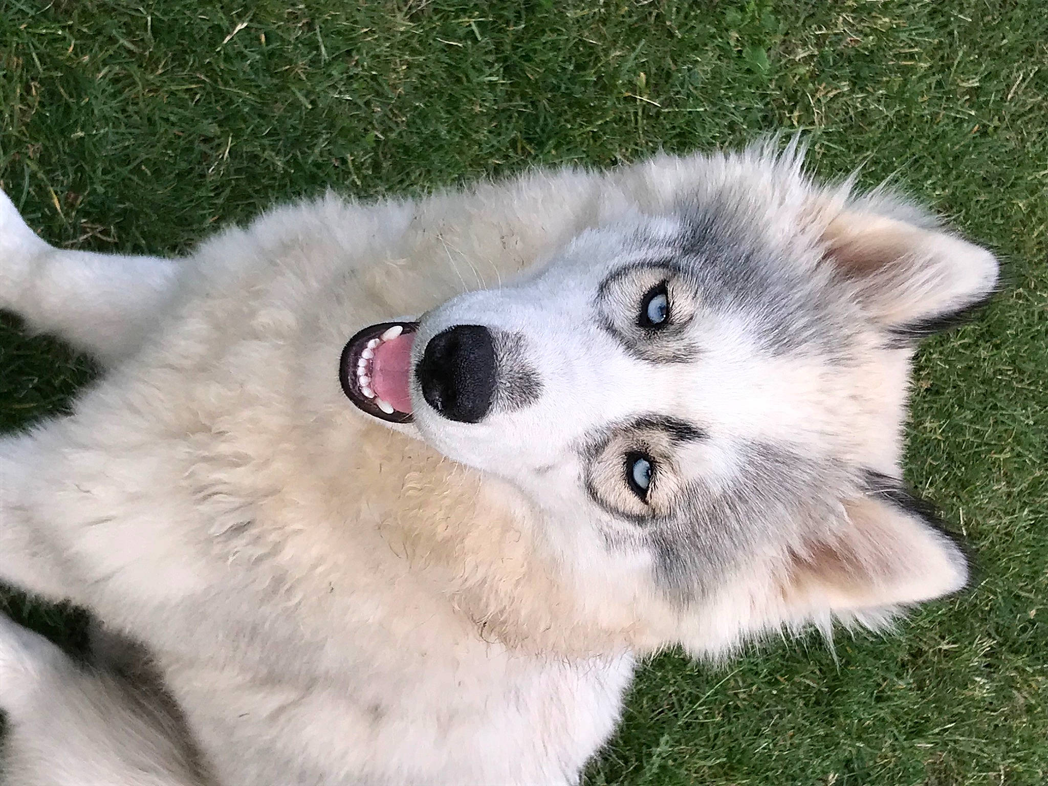 Plume participe au concours pour gagner de l'argent avec cette photo : canidae, canis, canis_lupus_tundrarum, carnivore, companion_dog, dog, dog_breed, fur, grass, samoyed, sled_dog, snout, sporting_group, terrestrial_animal, volpino_italiano, whiskers, wildlife, wolf, working_animal, working_dog