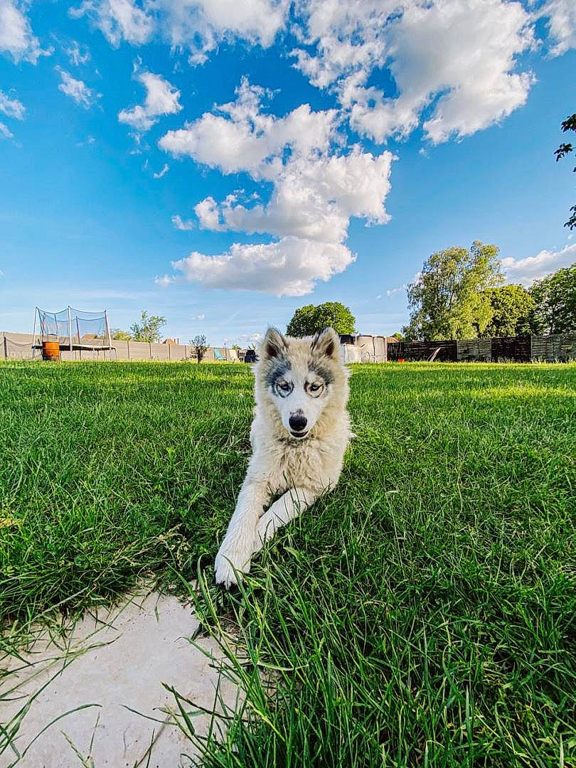 Plume participe au concours pour gagner de l'argent avec cette photo : carnivore, cloud, companion_dog, cumulus, dog, dog_breed, fawn, felidae, grass, grassland, happy, landscape, meadow, natural_landscape, people_in_nature, plant, sky, sporting_group, tail, tree