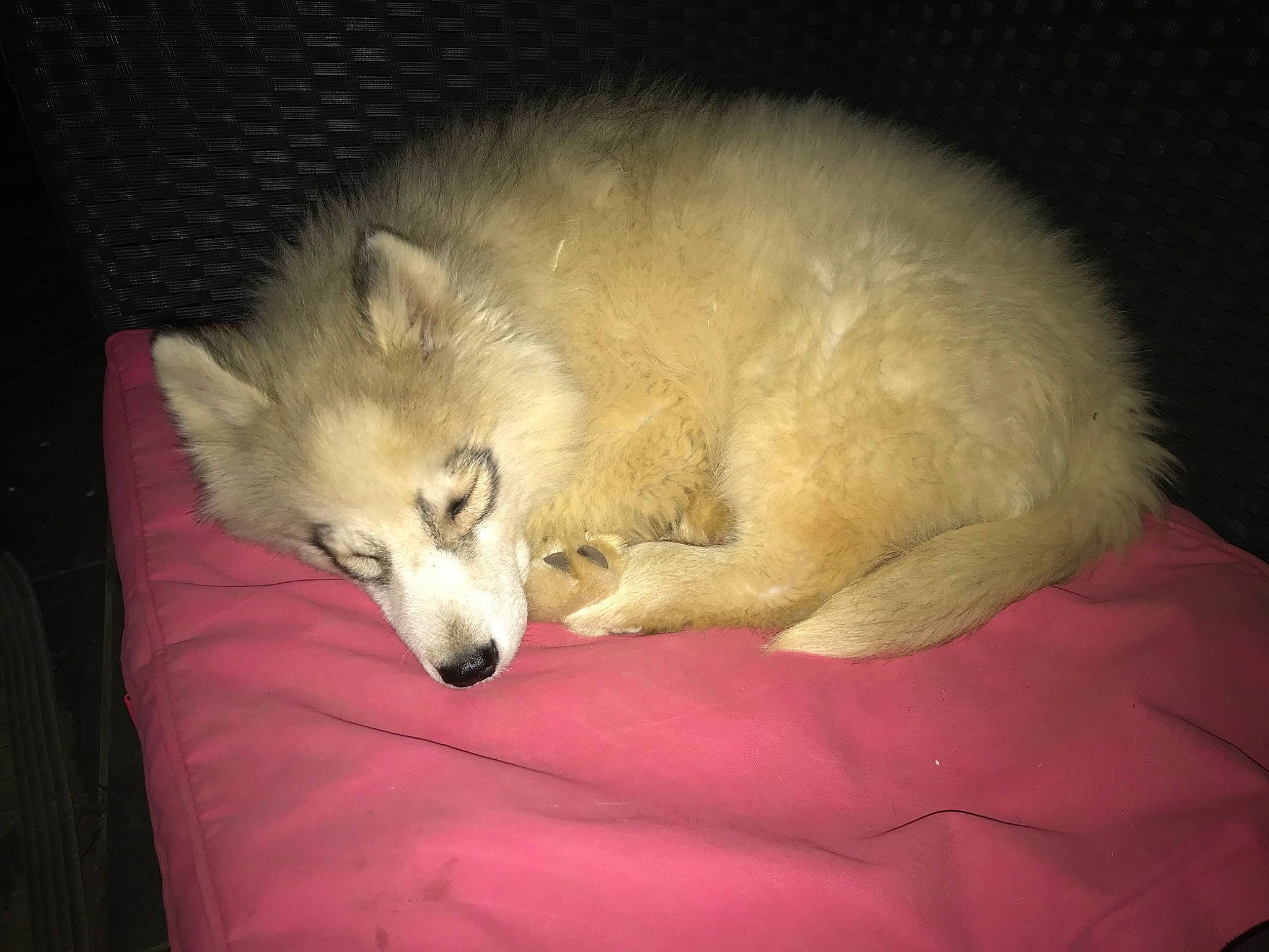 Plume a rejoint le concours — aidez-le/la à gagner de superbes lots ! canidae, canis, carnivore, comfort, companion_dog, dog, dog_breed, fang, fawn, fur, german_spitz_mittel, non_sporting_group, puppy, snout, sporting_group, terrestrial_animal, whiskers, wildlife