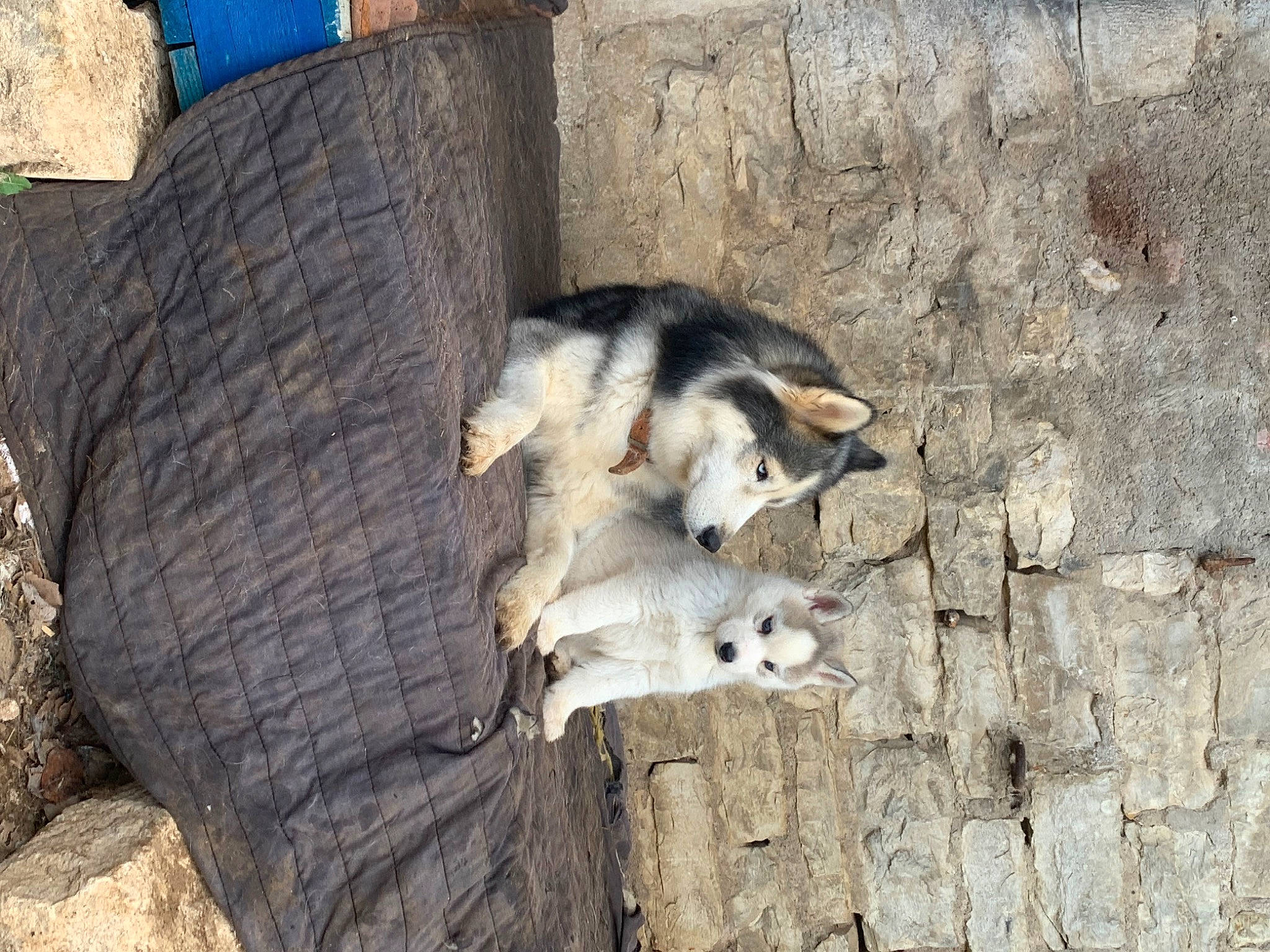 Taï participe au concours pour gagner de l'argent avec cette photo : bedrock, canidae, carnivore, common_opossum, dog, dog_breed, fawn, fur, livestock, opossum, rock, sled_dog, snout, sporting_group, street_dog, tail, terrestrial_animal, virginia_opossum, wildlife, wood