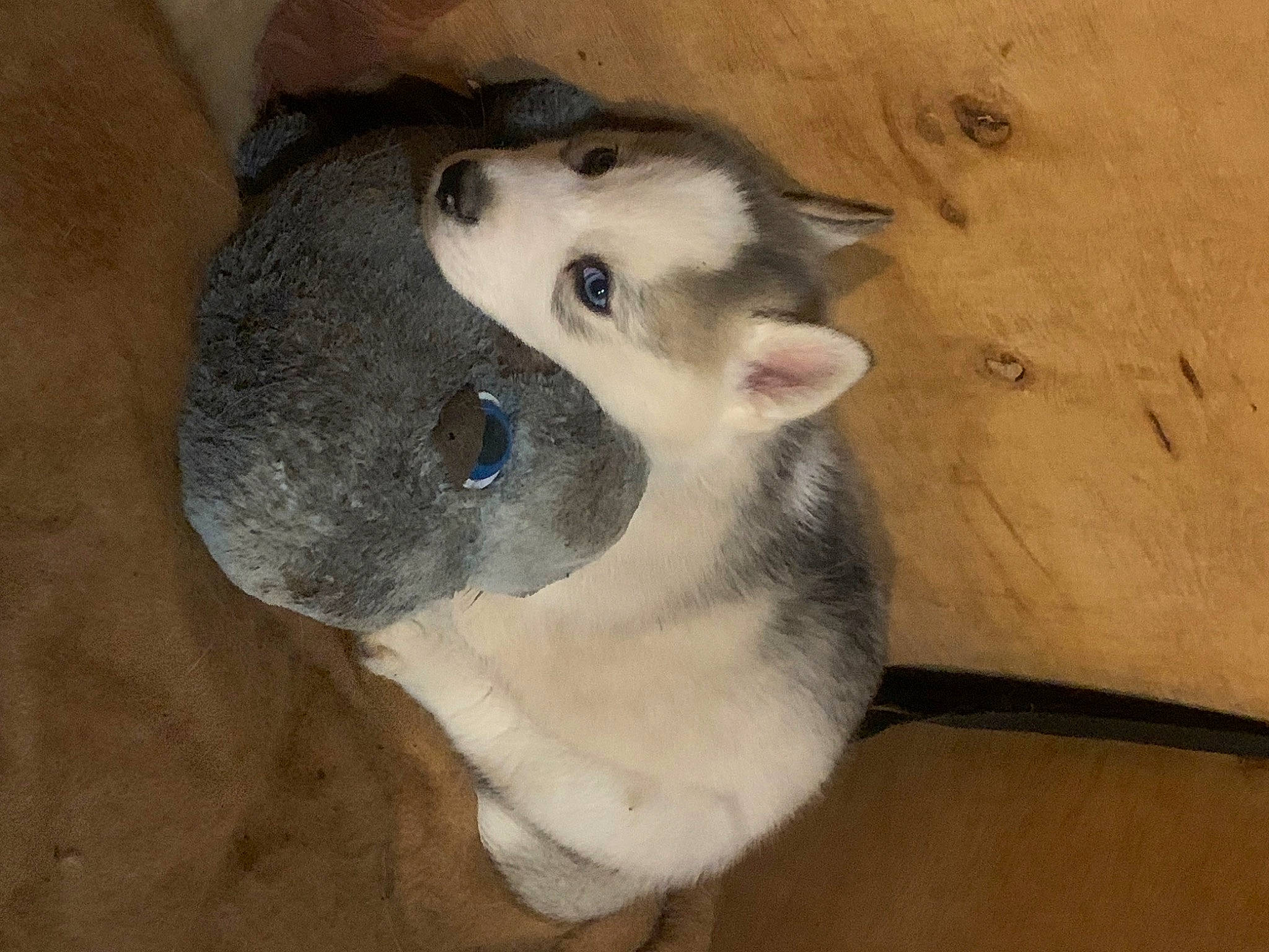 Taï participe au concours pour gagner de l'argent avec cette photo : canidae, carnivore, companion_dog, dog, dog_breed, fawn, felidae, fur, non_sporting_group, paw, sporting_group, terrestrial_animal, whiskers, wood, working_animal