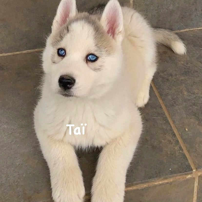Taï