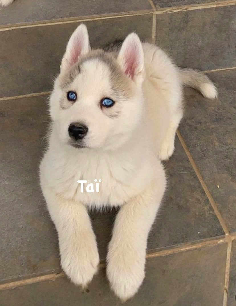 Taï