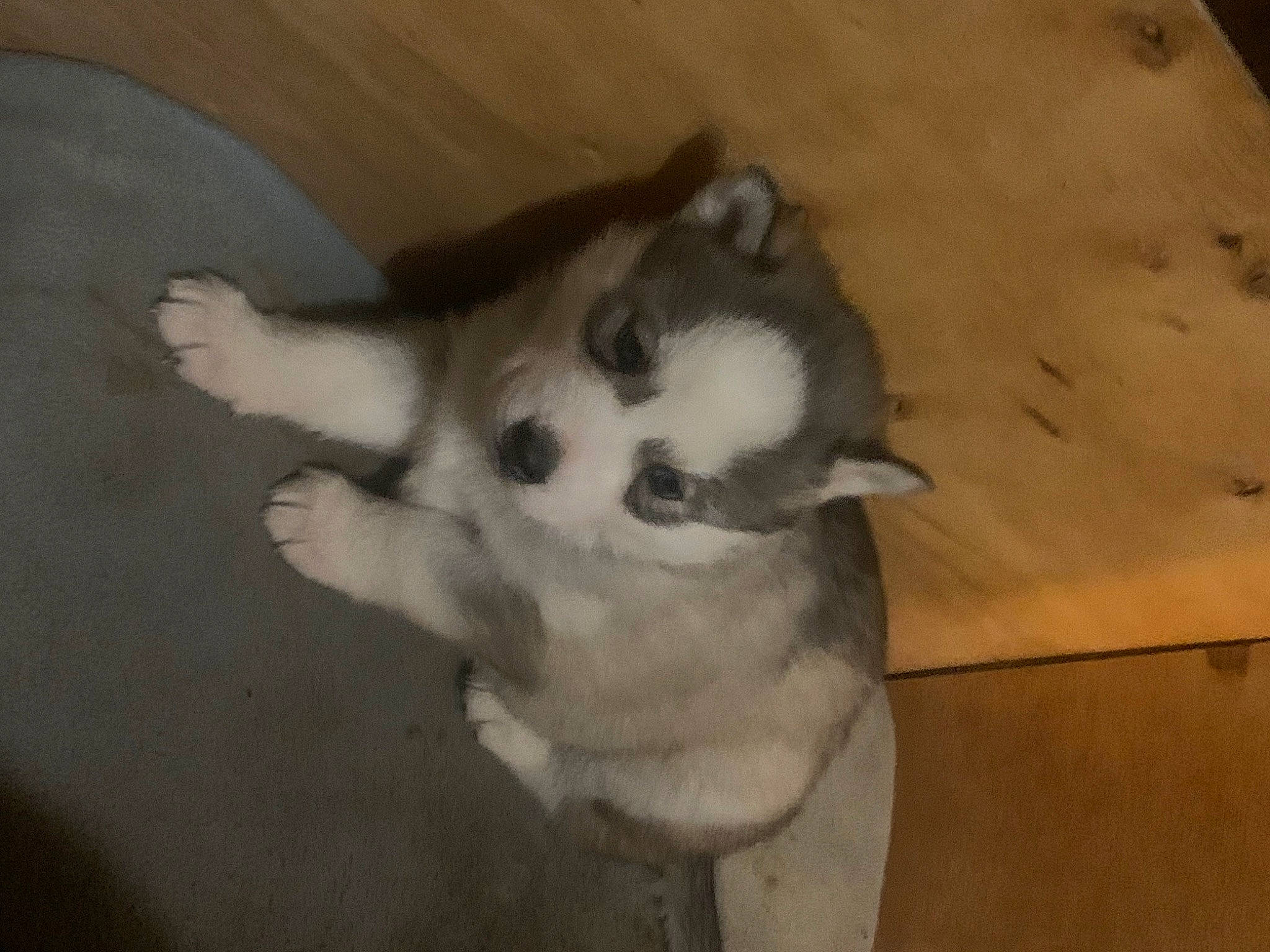 Trixie participe au concours pour gagner de l'argent avec cette photo : claw, companion_dog, dog, dog_breed, felidae, flooring, fur, hardwood, non_sporting_group, paw, small_to_medium_sized_cats, tail, terrestrial_animal, whiskers, wood, working_animal