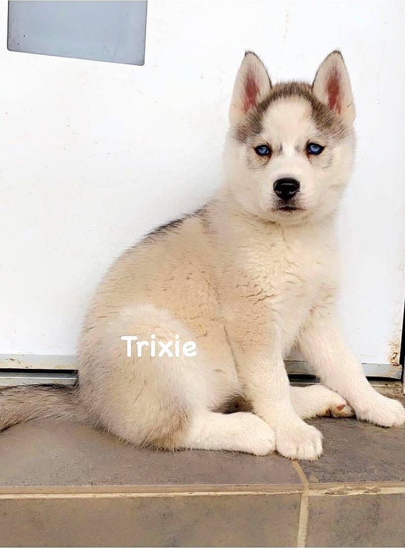 Trixie