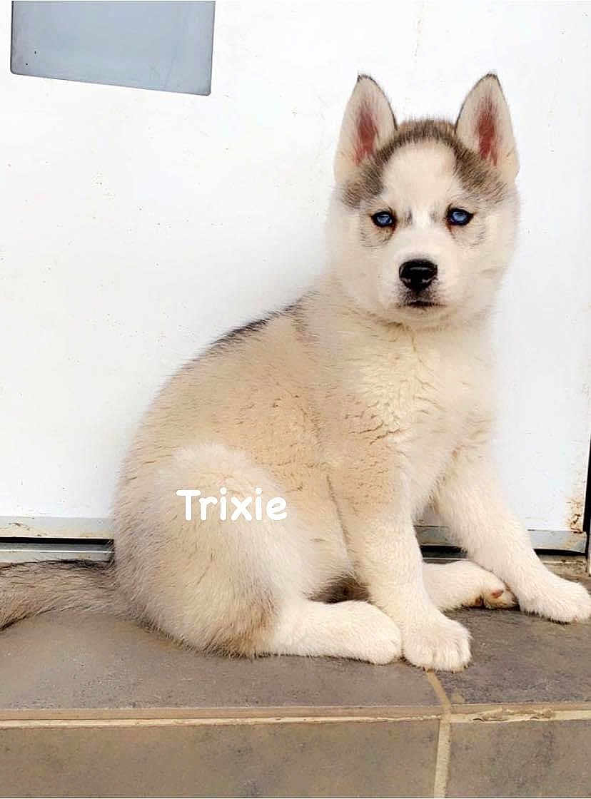 Trixie