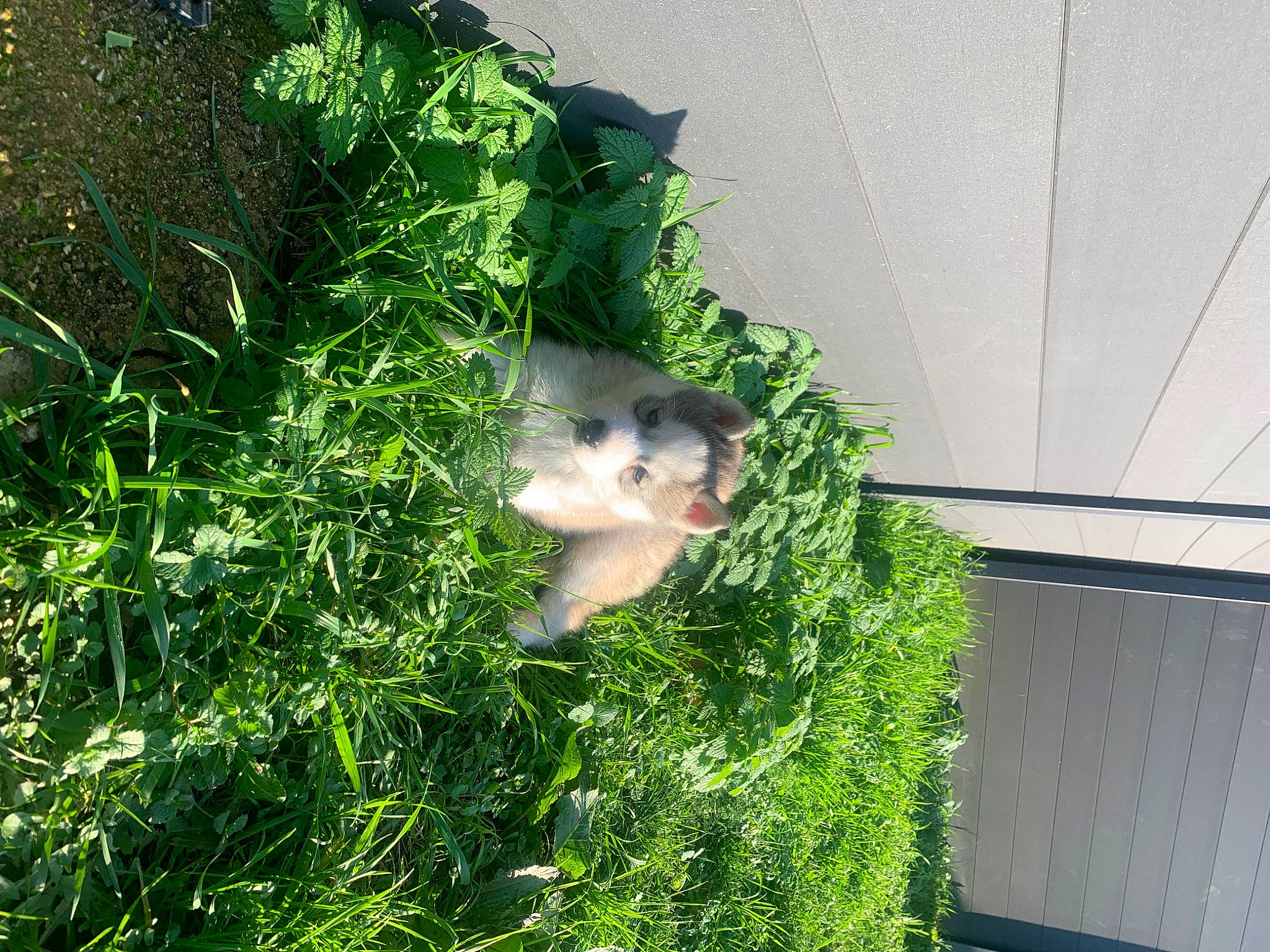 Trixie a rejoint le concours — aidez-le/la à gagner de superbes lots ! canidae, carnivore, evergreen, fawn, fur, grass, groundcover, herb, jungle, plant, possum, red_panda, shrub, snout, tail, terrestrial_animal, trunk, whiskers, wildlife, wood