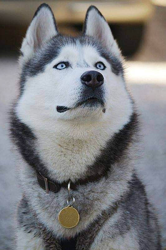 Jaïden a rejoint le concours — aidez-le/la à gagner de superbes lots ! canis, canis_lupus_tundrarum, carnivore, dog, dog_breed, eye, eyelash, fur, grey, miniature_siberian_husky, siberian_husky, sled_dog, snout, sporting_group, terrestrial_animal, whiskers, winter, wolf, working_animal, working_dog