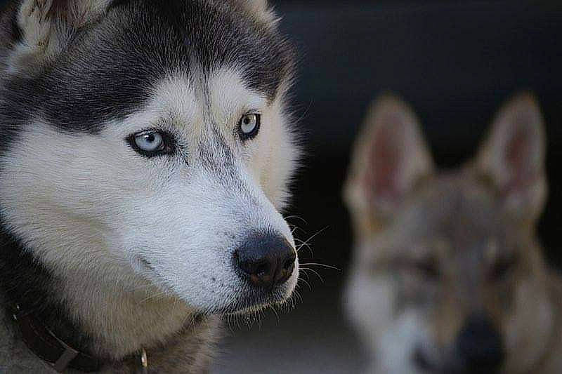 Jaïden participe au concours pour gagner de l'argent avec cette photo : ancient_dog_breeds, canidae, canis, carnivore, close_up, dog, dog_breed, fur, iris, sled_dog, snout, terrestrial_animal, whiskers, wildlife, wolf, working_dog