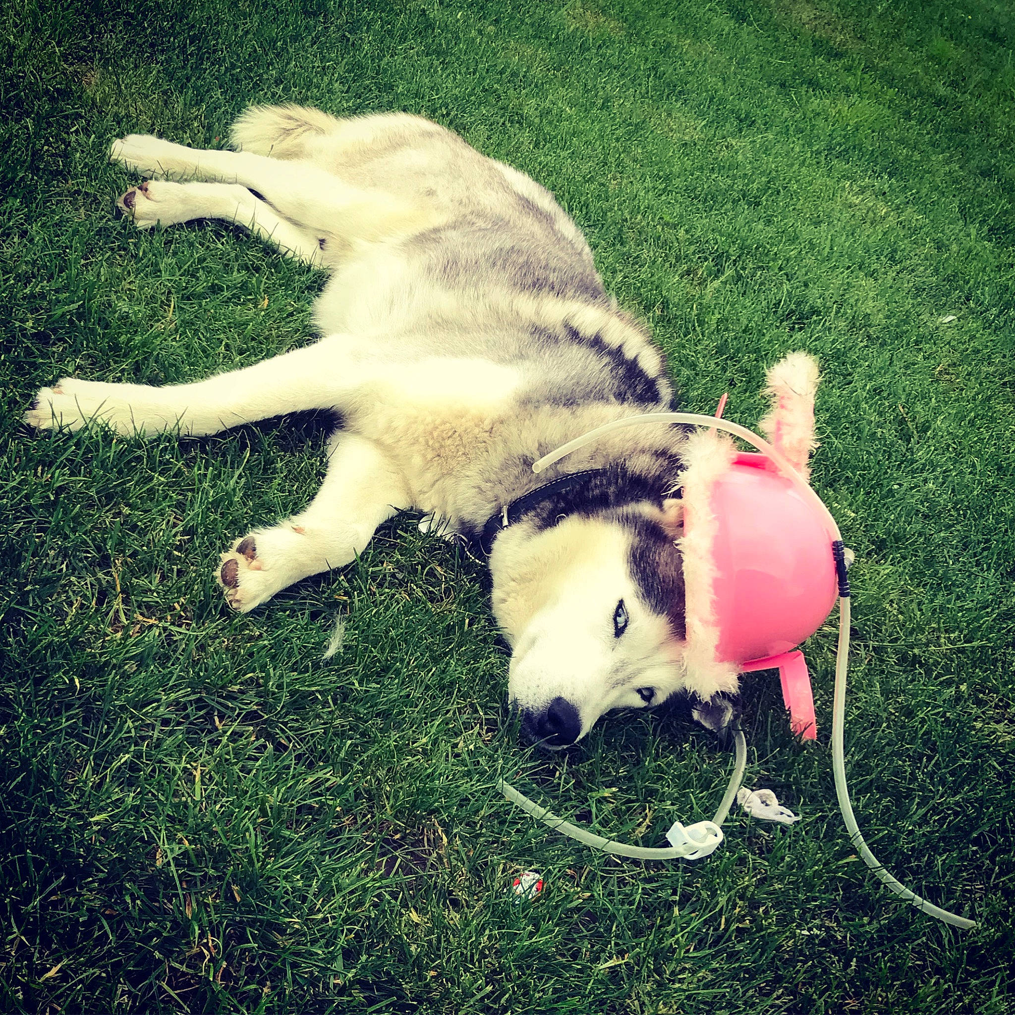 Jaïden a rejoint le concours — aidez-le/la à gagner de superbes lots ! ancient_dog_breeds, canidae, carnivore, companion_dog, dog, dog_breed, fashion_accessory, fawn, grass, happy, leash, non_sporting_group, paw, people_in_nature, snout, sporting_group, tail, toy, working_animal