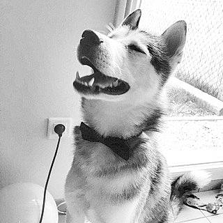 Jaïden participe au concours pour gagner de l'argent avec cette photo : ancient_dog_breeds, black_and_white, canidae, carnivore, close_up, collar, companion_dog, dog, dog_breed, fur, monochrome, monochrome_photography, paw, snout, still_life_photography, stock_photography, style, whiskers, working_dog