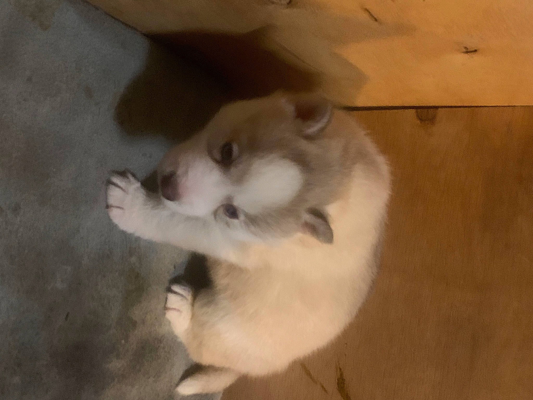 Tahiti a rejoint le concours — aidez-le/la à gagner de superbes lots ! canidae, canis, carnivore, companion_dog, dog, dog_breed, flooring, fur, hardwood, non_sporting_group, paw, siberian_husky, sled_dog, small_to_medium_sized_cats, sporting_group, tail, whiskers, wood, working_animal, working_dog