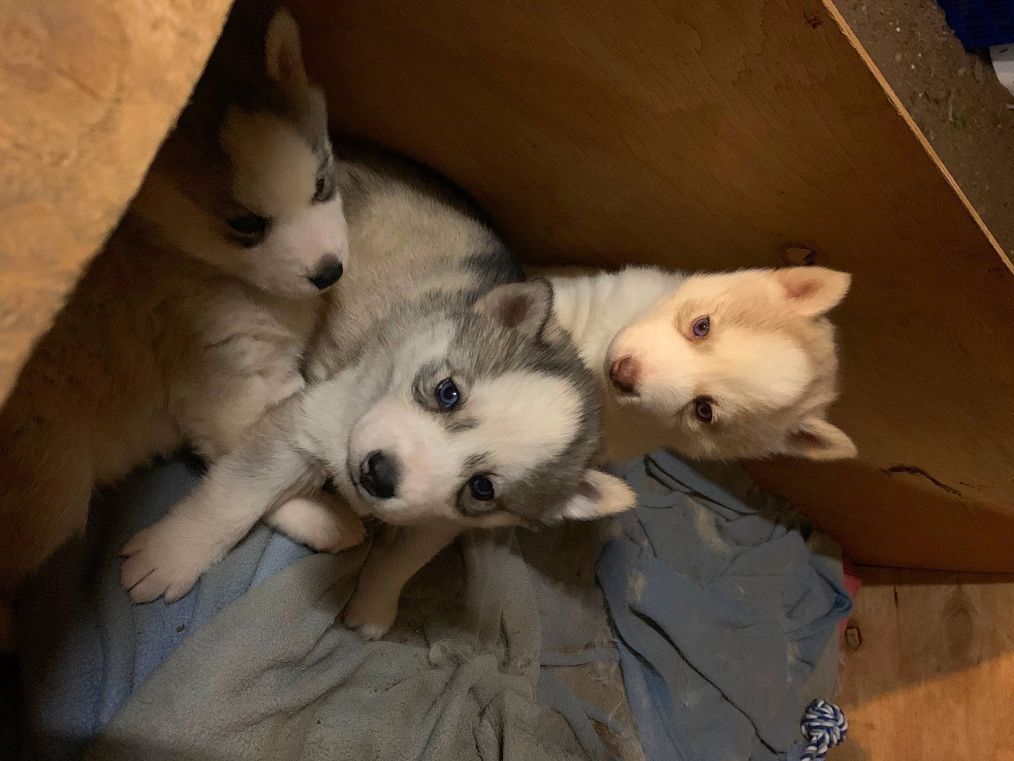 Tahiti a rejoint le concours — aidez-le/la à gagner de superbes lots ! canidae, carnivore, comfort, companion_dog, dog, dog_breed, fawn, felidae, flooring, fur, non_sporting_group, paw, samoyed, sled_dog, small_to_medium_sized_cats, sporting_group, tail, terrestrial_animal, whiskers, wolf