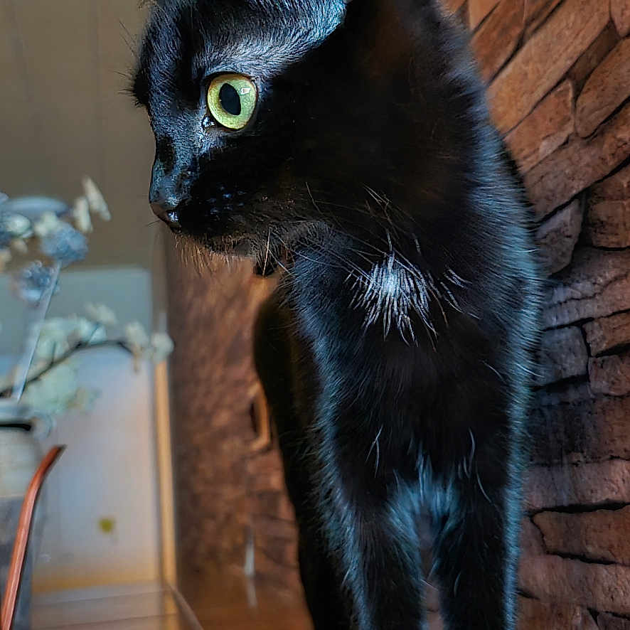 Mia participe au concours pour gagner de l'argent avec cette photo : alert, animal, black_cat, brick_wall, cat, close_up, curious, domestic_cat, ears, feline, fur, green_eyes, indoor, pet, shadow, side_view, soft_light, standing, tile_floor, whiskers