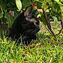 animal, black_cat, bush, cat, closeup, daytime, fur, garden, grass, greenery, leaves, mammal, nature, outdoor, pet, relaxing, side_view, sunlight, whiskers, wildlife