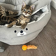 Milou participe au concours pour gagner de l'argent avec cette photo : kitten, cat, tabby, pet_bed, toy, orange, feathers, floor, wooden_floor, indoor, curious, wide_eyes, gray, cozy, cute, animal, relaxing, feline, young_cat, home