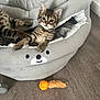 kitten, cat, tabby, pet_bed, toy, orange, feathers, floor, wooden_floor, indoor, curious, wide_eyes, gray, cozy, cute, animal, relaxing, feline, young_cat, home