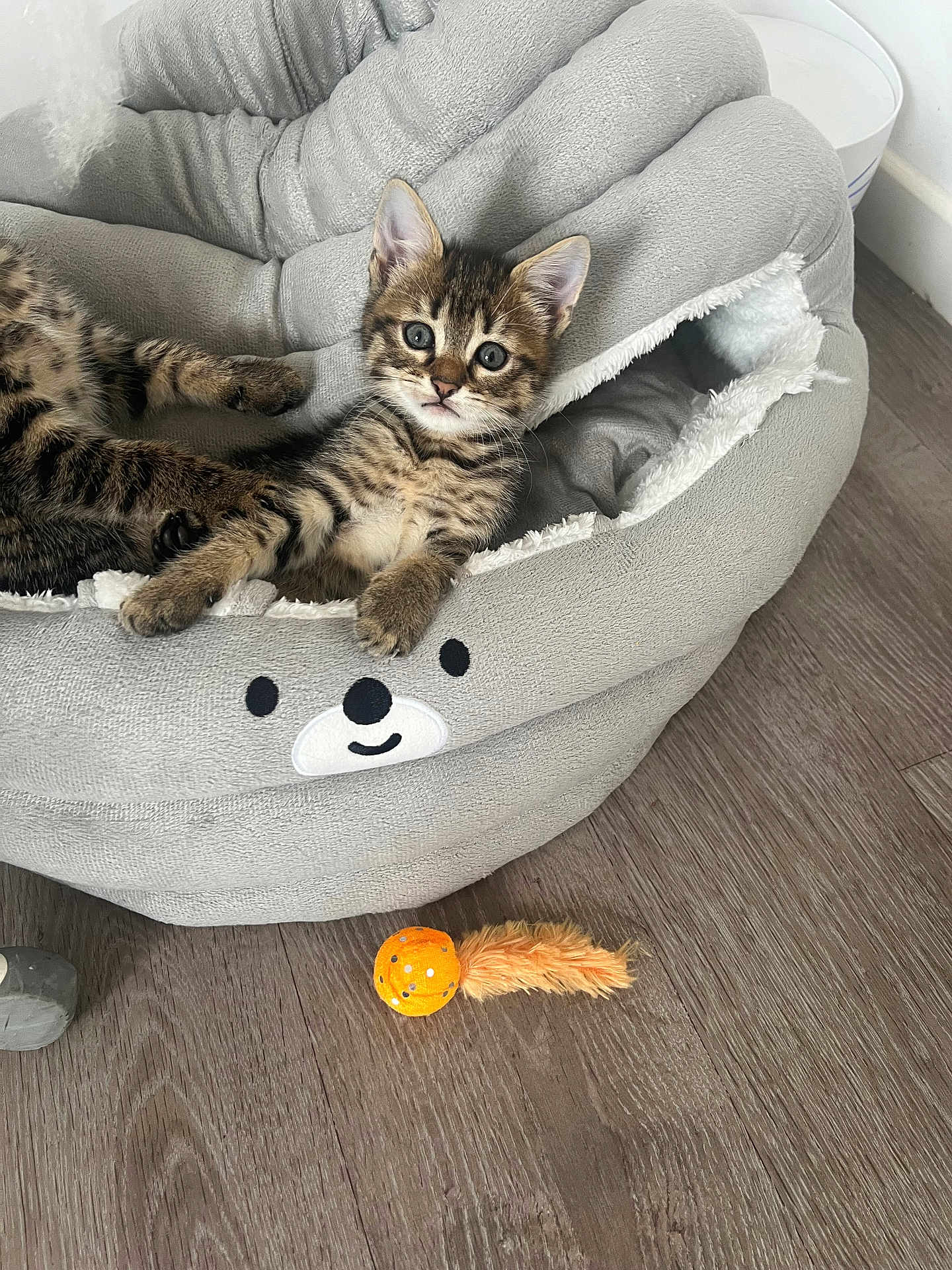 Milou participe au concours pour gagner de l'argent avec cette photo : kitten, cat, tabby, pet_bed, toy, orange, feathers, floor, wooden_floor, indoor, curious, wide_eyes, gray, cozy, cute, animal, relaxing, feline, young_cat, home