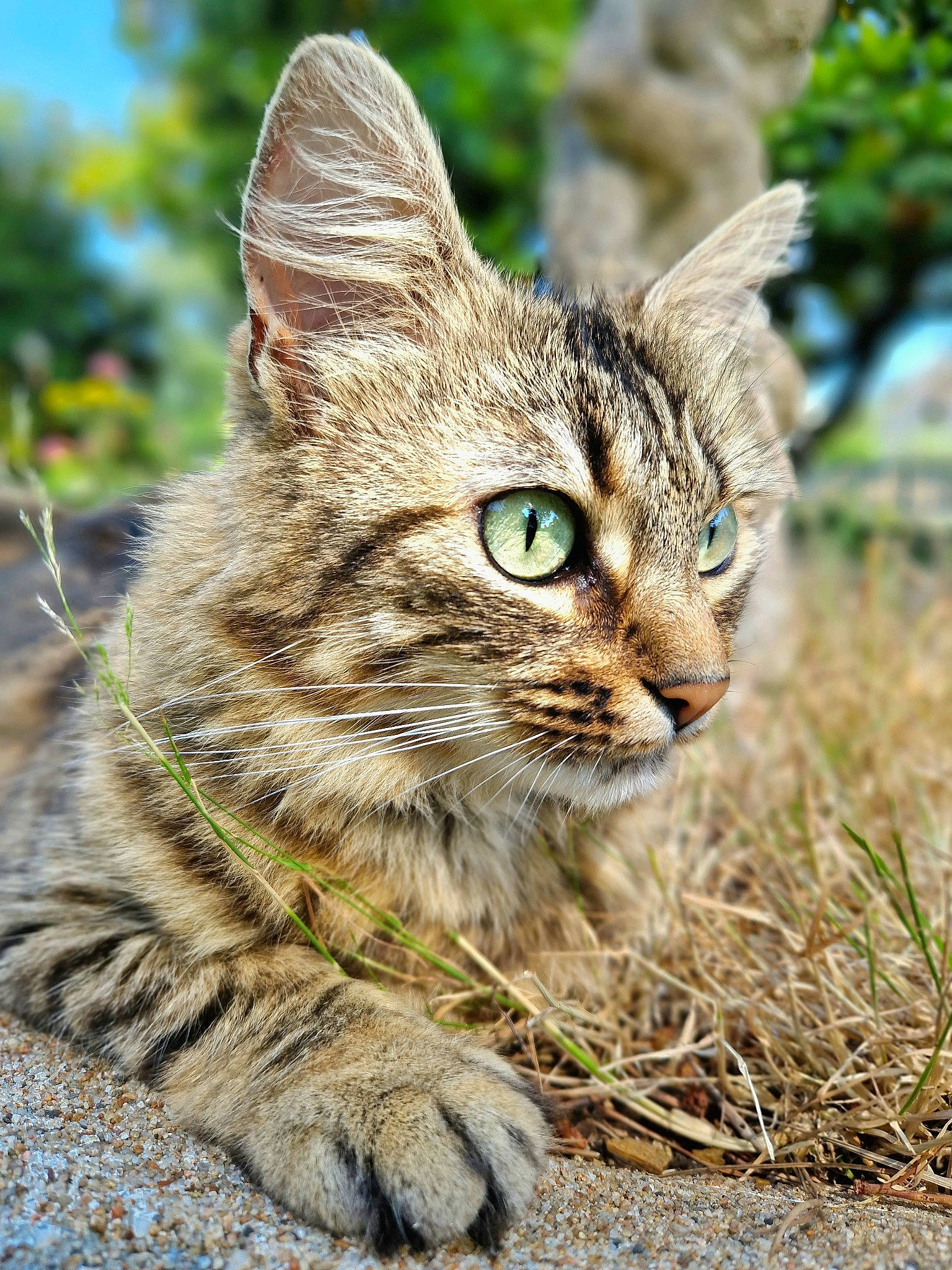 Willie participe au concours pour gagner de l'argent avec cette photo : carnivore, cat, domestic_short_haired_cat, felidae, fur, grass, natural_landscape, plant, small_to_medium_sized_cats, snout, soil, terrestrial_animal, tree, trunk, whiskers, wildlife