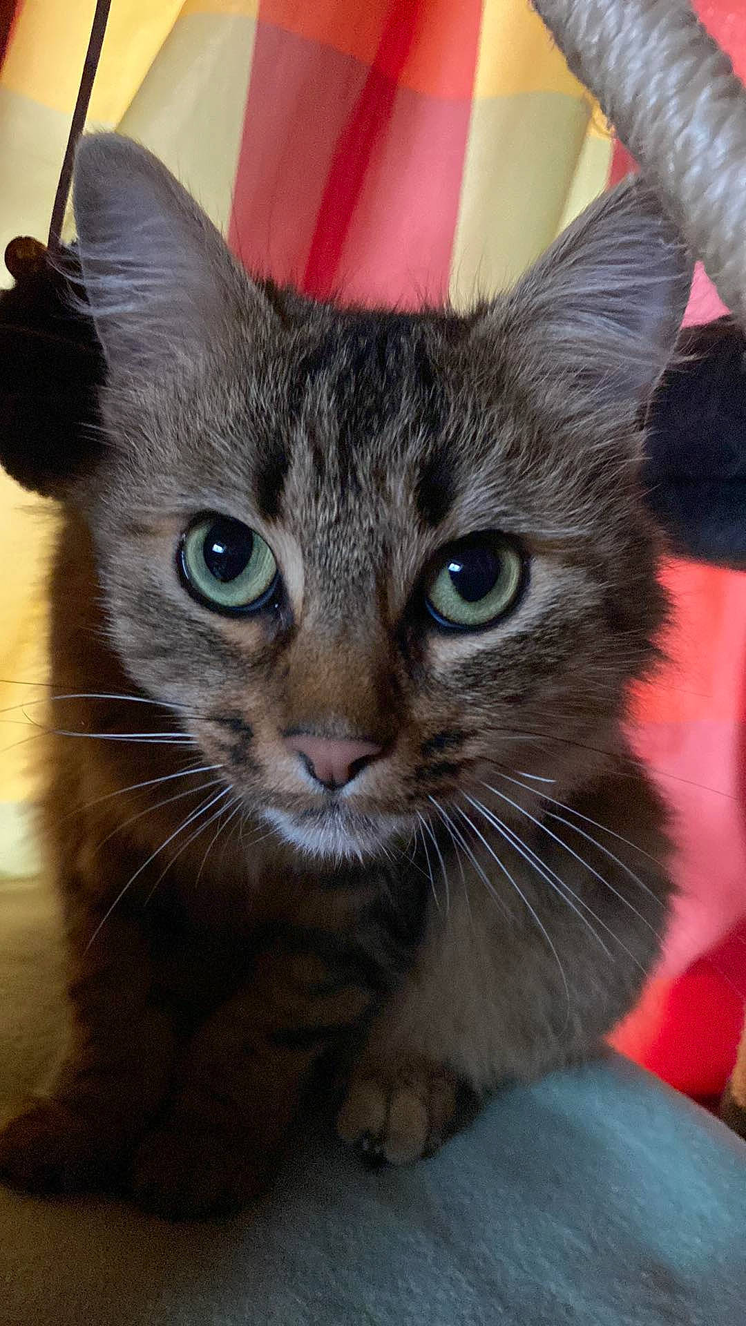 Willie participe au concours pour gagner de l'argent avec cette photo : carnivore, cat, claw, comfort, domestic_short_haired_cat, ear, electric_blue, felidae, fur, paw, small_to_medium_sized_cats, snout, terrestrial_animal, whiskers, window