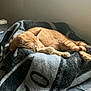 cat, orange_tabby, sleeping, blanket, bed, indoor, sunlight, cozy, resting, feline, pet, nap, fur, window, soft_light, relaxation, home, comfort, animal, quiet