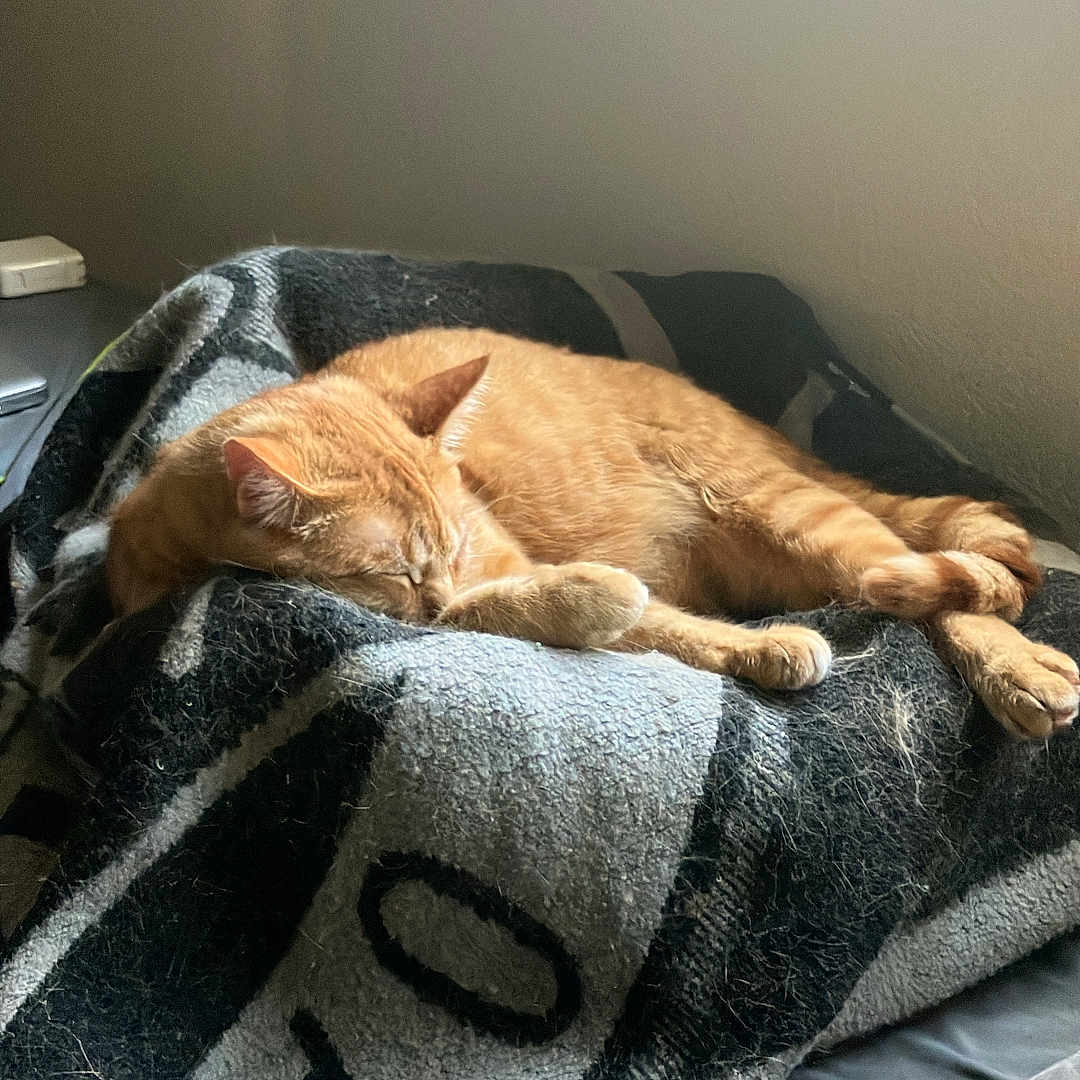 Bo Jackson is registered to the contest to win money with this photo: animal, bed, blanket, cat, comfort, cozy, feline, fur, home, indoor, nap, orange_tabby, pet, quiet, relaxation, resting, sleeping, soft_light, sunlight, window