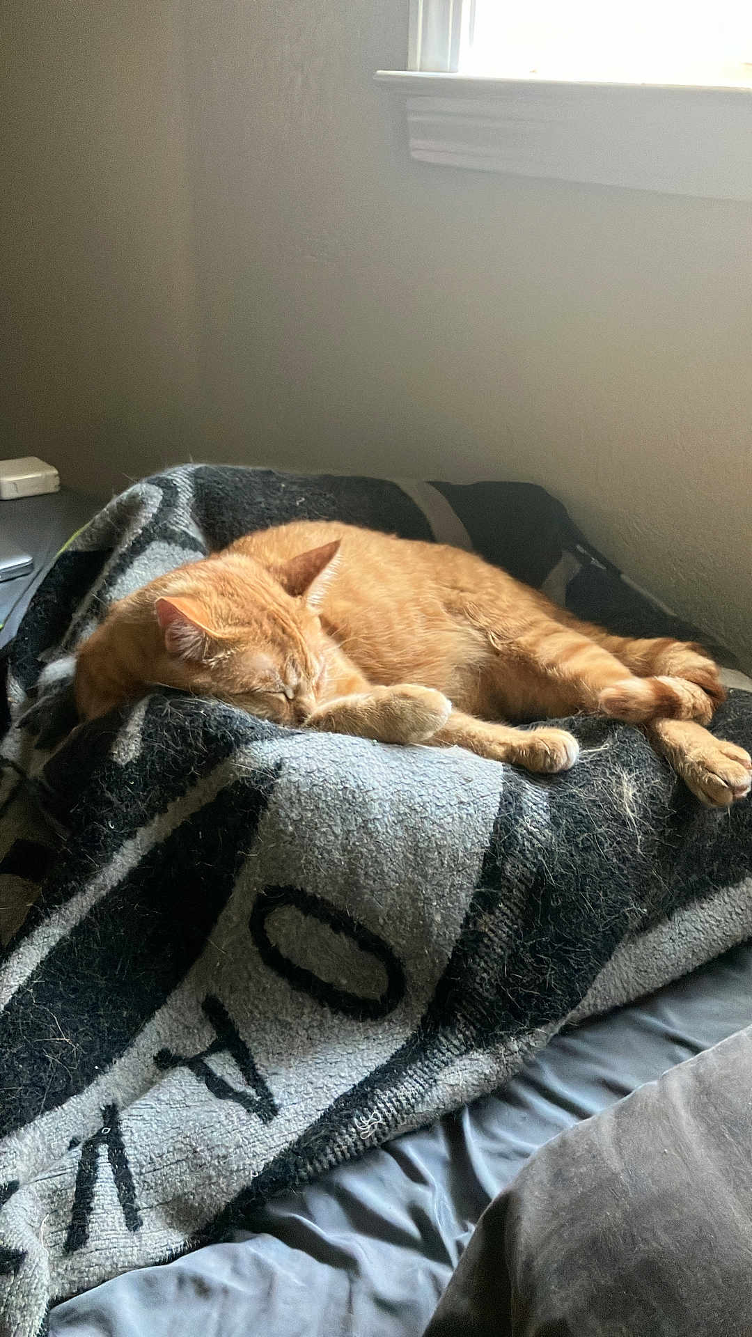 Bo Jackson is registered to the contest to win money with this photo: cat, orange_tabby, sleeping, blanket, bed, indoor, sunlight, cozy, resting, feline, pet, nap, fur, window, soft_light, relaxation, home, comfort, animal, quiet