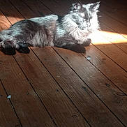 Cookie a rejoint le concours — aidez-le/la à gagner de superbes lots ! cat, black_cat, animal, pet, indoor, wooden_floor, sunlight, relaxing, feline, fur, domestic_animal, resting, cozy, home, floorboards, shadow, light, mammal, quiet, comfort