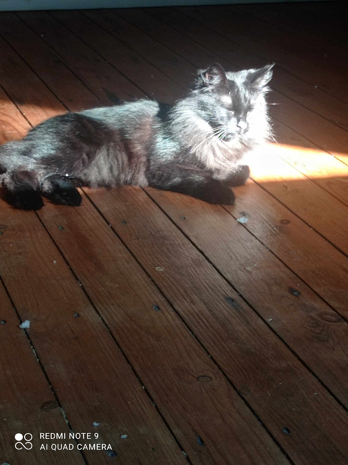 Cookie a rejoint le concours — aidez-le/la à gagner de superbes lots ! cat, black_cat, animal, pet, indoor, wooden_floor, sunlight, relaxing, feline, fur, domestic_animal, resting, cozy, home, floorboards, shadow, light, mammal, quiet, comfort