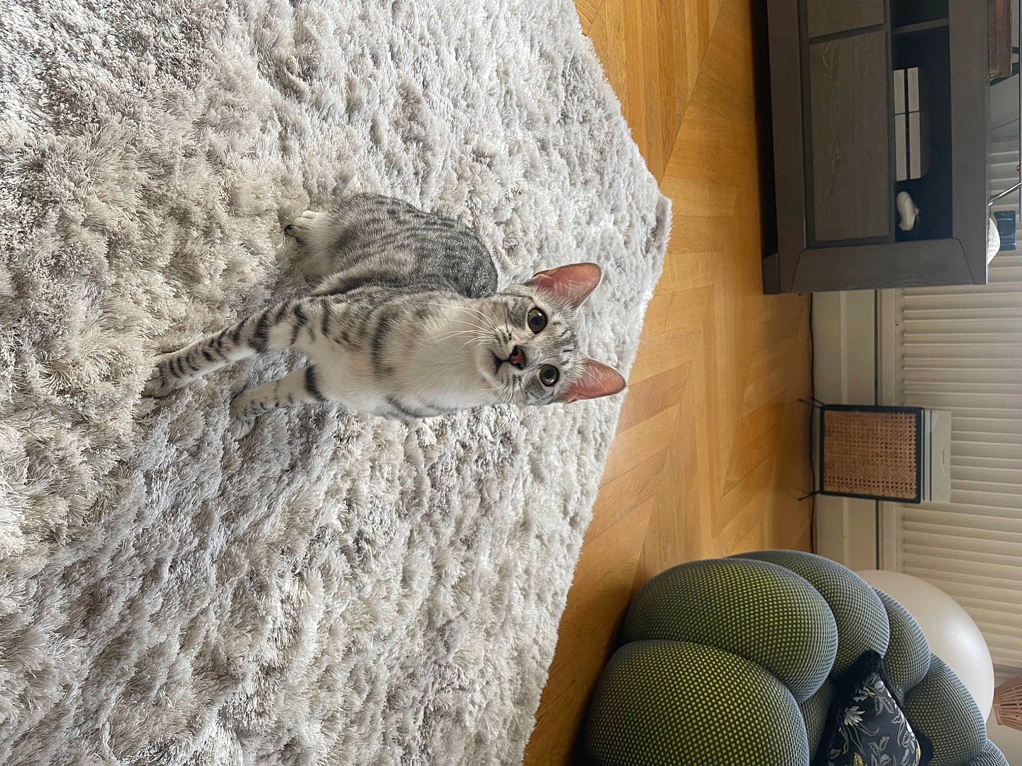 Aiko participe au concours pour gagner de l'argent avec cette photo : canidae, comfort, domestic_short_haired_cat, fawn, felidae, flooring, fur, grey, hardwood, house, mammal, rodent, room, small_to_medium_sized_cats, sporting_group, tail, tree, vertebrate, whiskers, wood