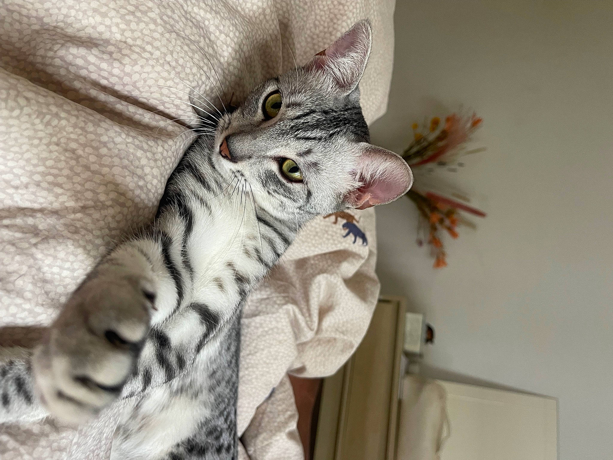 Aiko participe au concours pour gagner de l'argent avec cette photo : carnivore, cat, claw, comfort, domestic_short_haired_cat, felidae, foot, fur, pattern, paw, small_to_medium_sized_cats, snout, tail, terrestrial_animal, whiskers