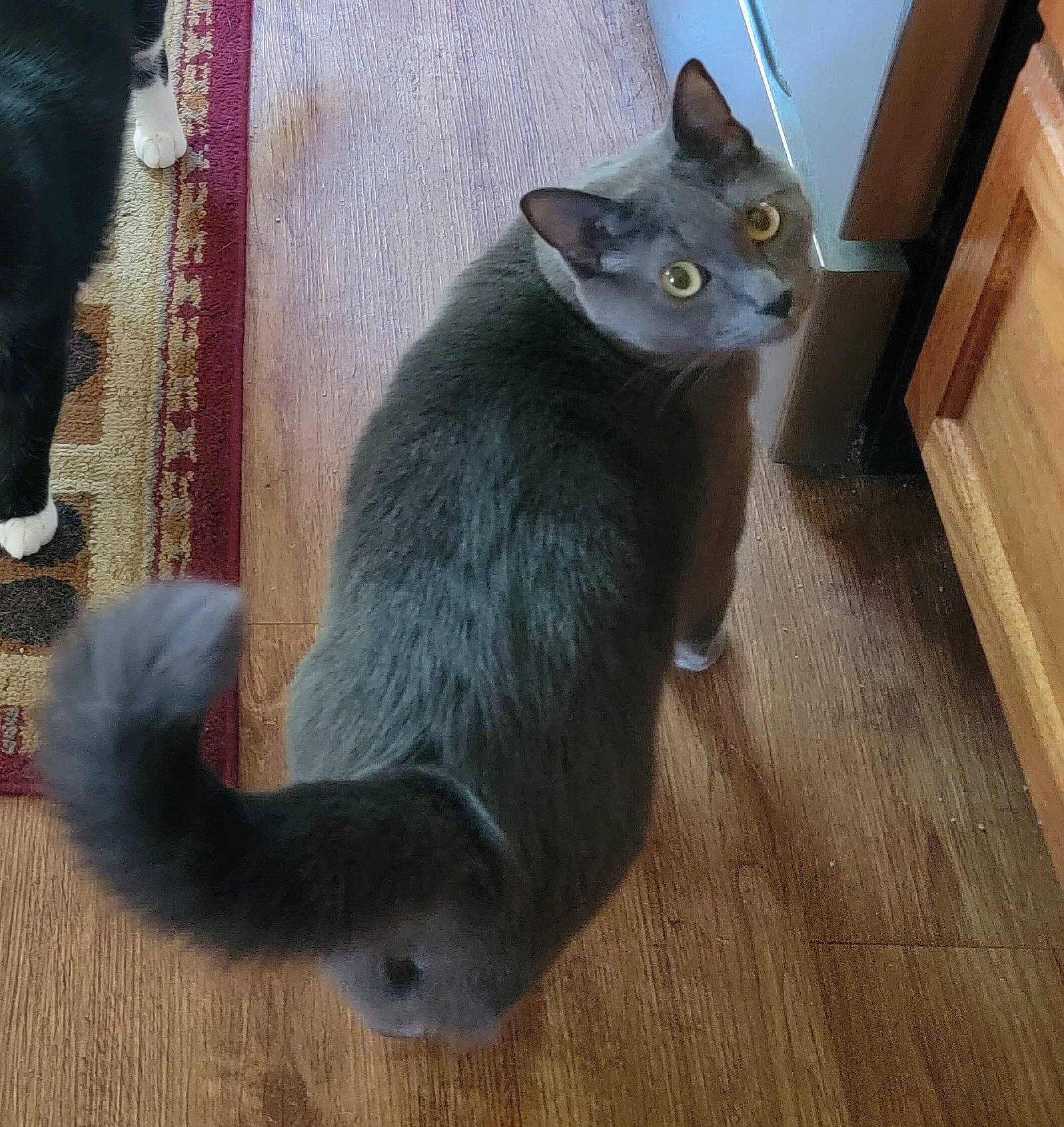 Smokey is registered to the contest to win money with this photo: black_cat, carnivore, cat, cat_toy, domestic_short_haired_cat, felidae, floor, flooring, fur, grey, hardwood, mammal, russian_blue, small_to_medium_sized_cats, tail, varnish, vertebrate, whiskers, window, wood