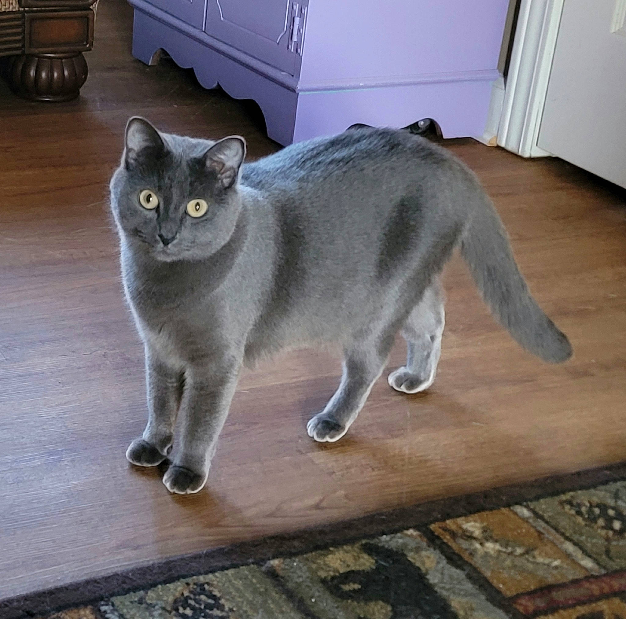 Smokey joined the competition — help win amazing prizes! cabinetry, carnivore, cat, chest_of_drawers, domestic_short_haired_cat, door, felidae, flooring, flowerpot, fur, grey, hardwood, paw, russian_blue, small_to_medium_sized_cats, snout, tail, terrestrial_animal, whiskers, window