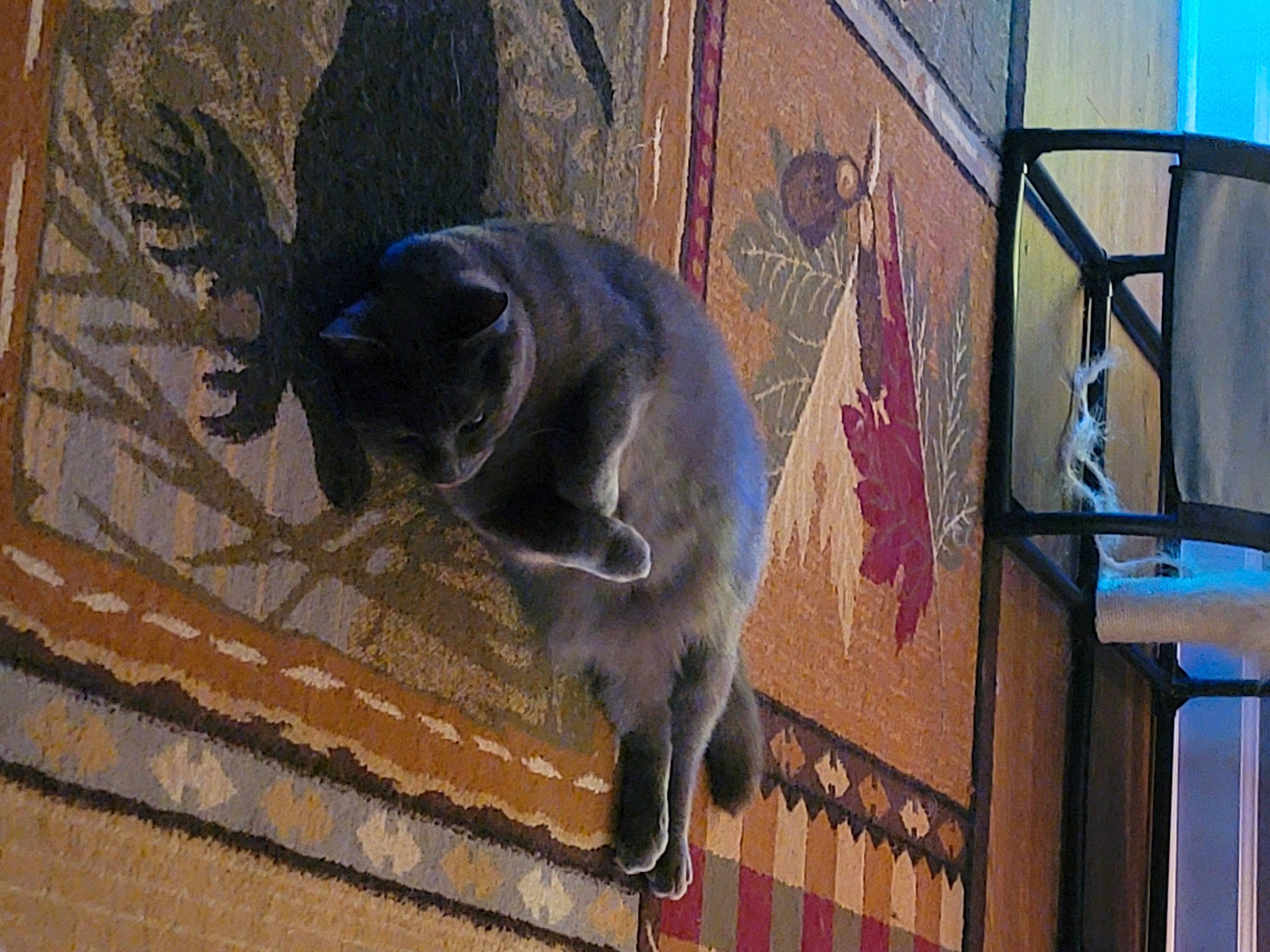 Smokey joined the competition — help win amazing prizes! art, carnivore, cat, domestic_short_haired_cat, electric_blue, facade, fawn, felidae, flooring, fur, grey, shadow, small_to_medium_sized_cats, snout, tail, visual_arts, whiskers, window, wood