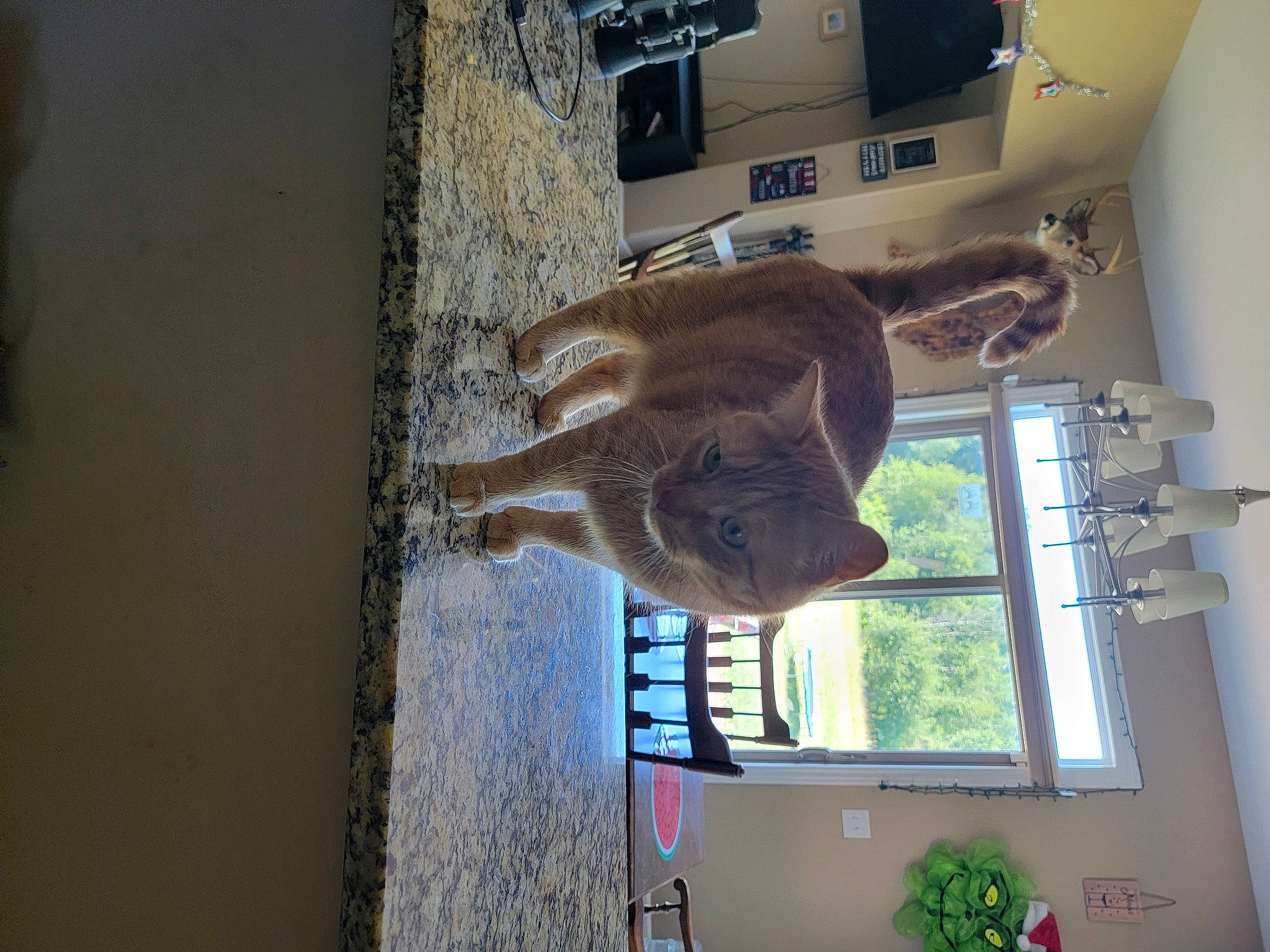 Milo is registered to the contest to win money with this photo: art, building, car, ceiling, daylighting, facade, fawn, flowerpot, fur, hardwood, houseplant, plant, room, sash_window, tree, vehicle, window, wood