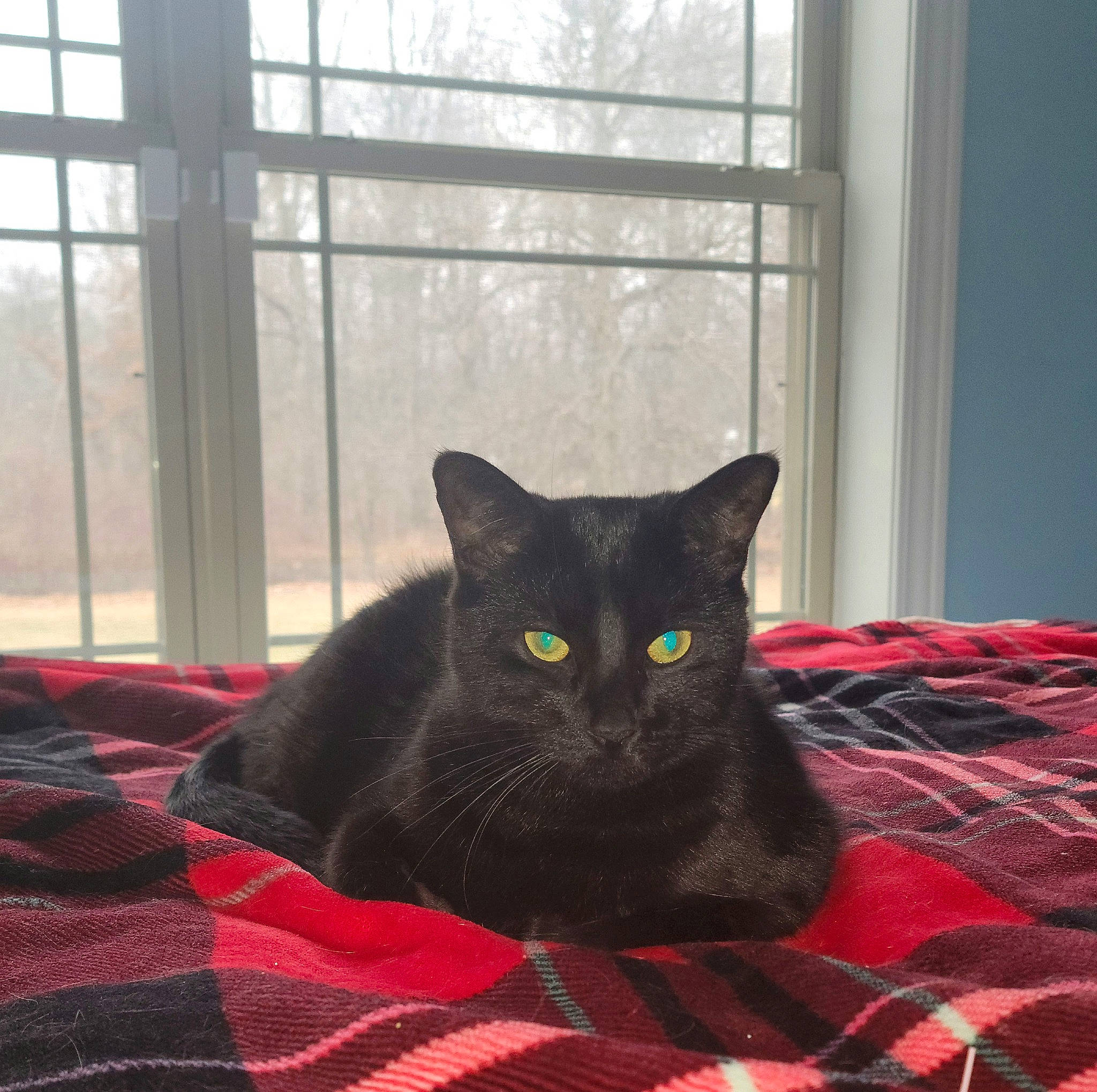 Blacky is registered to the contest to win money with this photo: black_cat, bombay, carnivore, cat, comfort, domestic_short_haired_cat, felidae, grey, linens, pattern, plaid, small_to_medium_sized_cats, snout, tail, tartan, textile, tints_and_shades, whiskers, window, wood