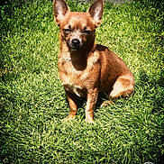Maya a rejoint le concours — aidez-le/la à gagner de superbes lots ! animal, brown_dog, canine, cute, daytime, dog, ears, fur, grass, greenery, muzzle, nature, outdoor, pet, shadow, sitting, small_dog, sunlight, sunny, yard