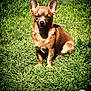 animal, brown_dog, canine, cute, daytime, dog, ears, fur, grass, greenery, muzzle, nature, outdoor, pet, shadow, sitting, small_dog, sunlight, sunny, yard