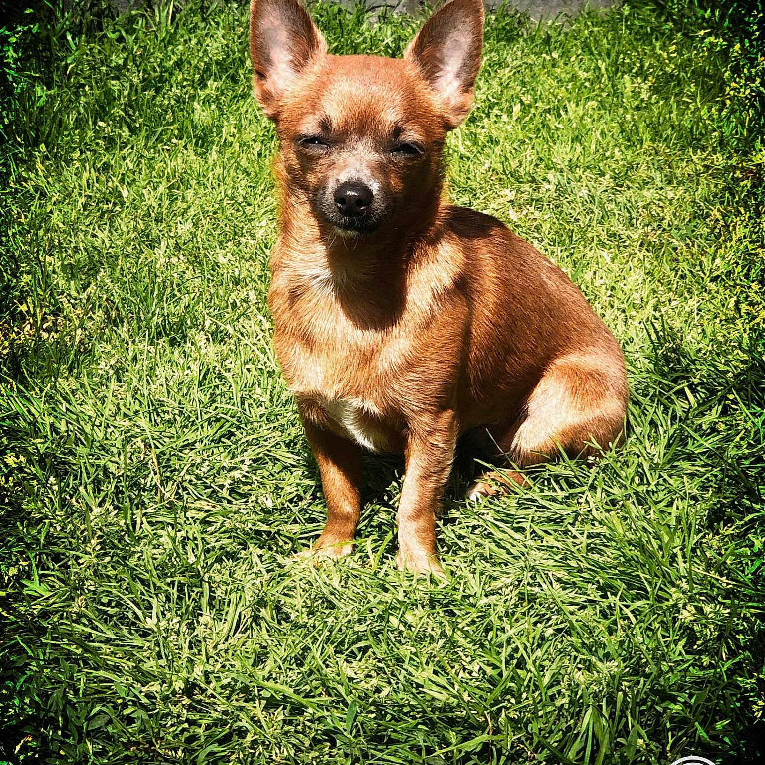 Maya