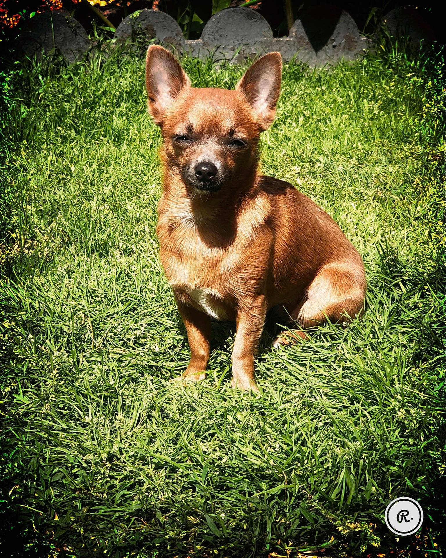 Maya