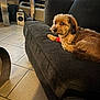 Chase is registered to the contest to win money with this photo: dog, couch, living_room, tile_floor, bandage, pet, fur, indoor, furniture, curious, small_dog, brown_fur, cozy, home, relaxed, looking_away, domestic_animal, companion, alert, resting