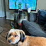 dog, living_room, couch, television, wooden_floor, pet, furniture, indoor, collar, toy, black_ears, tan_fur, home, electronics, cushion, screen, cord, speaker, relaxed, looking_back